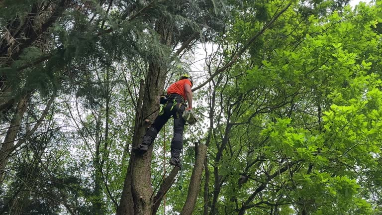 Reliable Spencer, OK Tree Removal and Landscaping Services Solutions